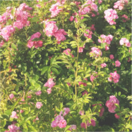 Adesivo Rosas rosa na floração