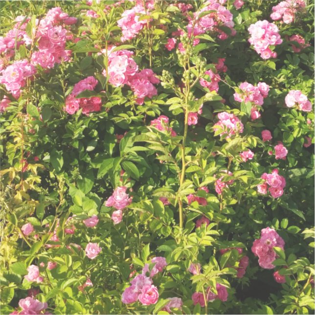 Adesivo Rosas rosa na floração (Frente)