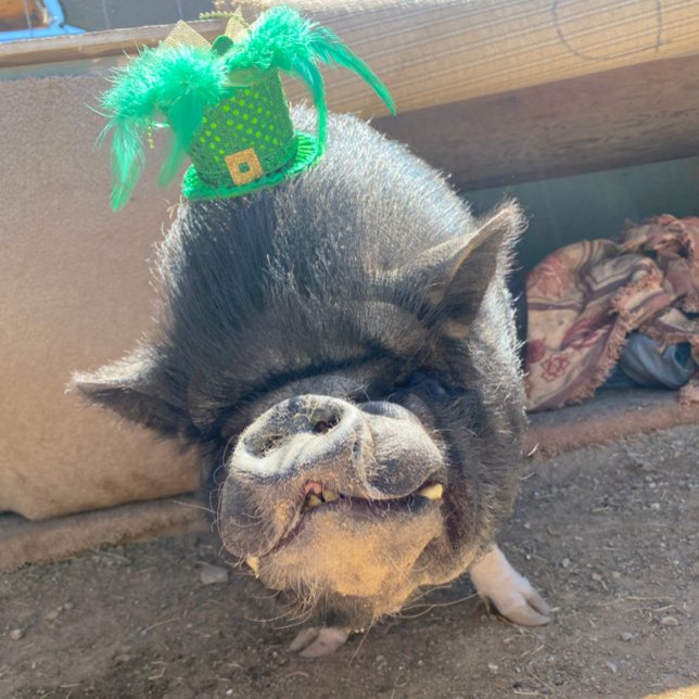 Adesivo Rua de taco. (Criador carregado)