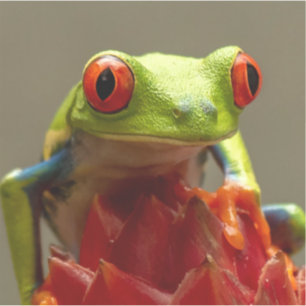 Adesivo Sapo de Árvore de Olhos Vermelhos da Costa Rica