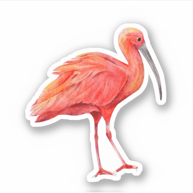 Adesivo Scarlet Ibis Tropical Bird Nature Willife (Frente)