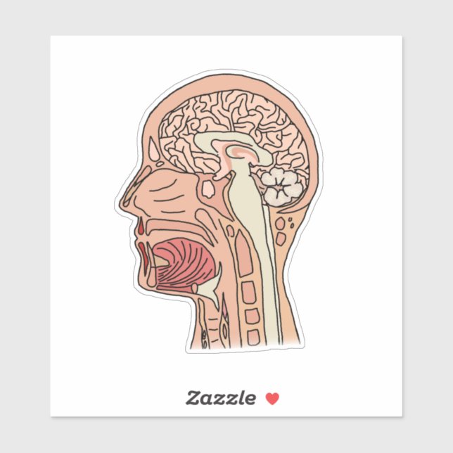 Adesivo Seção Cruzada do Cérebro Midsagittal (Folha)