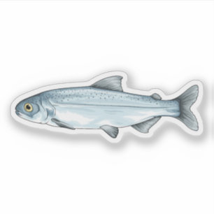 Adesivo Sockeye Salmon Smolt