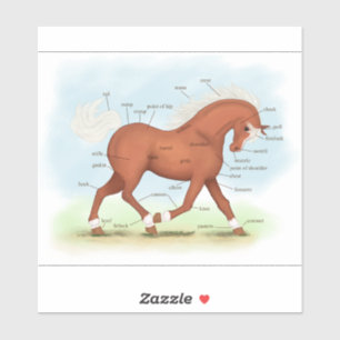 Adesivo Sorrel Horse com Gráfico de Anatomia Equina Blaze