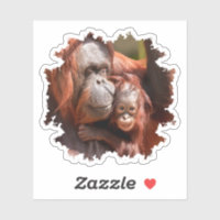 Sorriso Bebê Orangutan nos Braços da Mãe
