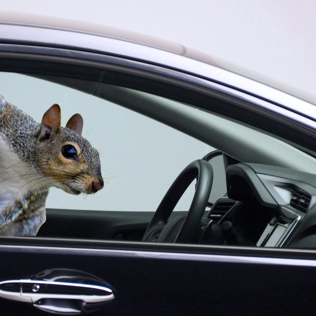 Adesivo Sticker Quadrado (Squirrel Sticker)