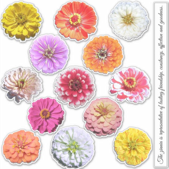 Adesivo Stickers - Coleção Zinnias (Frente)