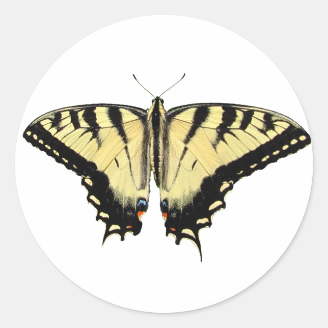 Adesivo ~ Swallowtail amarelo (Frente)
