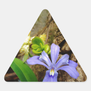 Adesivo Triangular Anã-Caverna-Iris, flor branca púrpura azul-púrpura