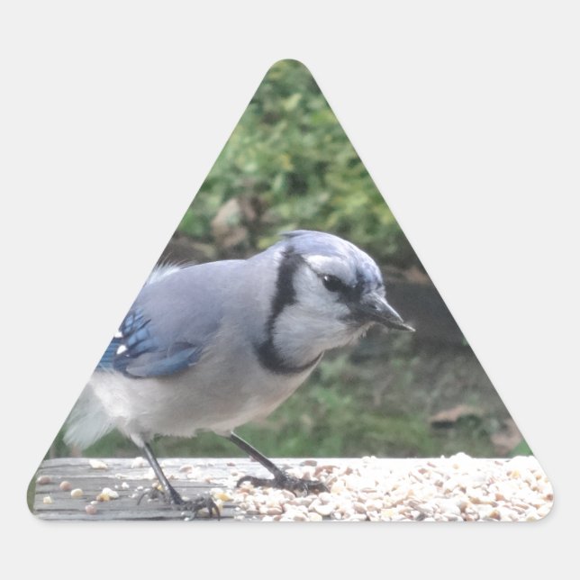 Adesivo Triangular Blue Jay (Frente)
