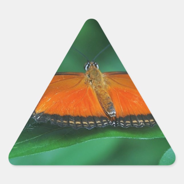 Adesivo Triangular Borboleta laranja brilhante e preta na folha (Frente)