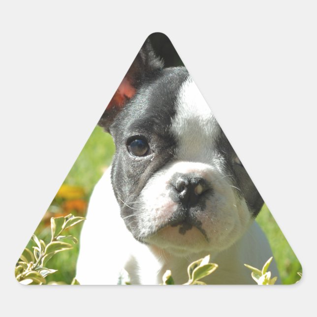 Adesivo Triangular Cachorro Negro e Branco (Frente)