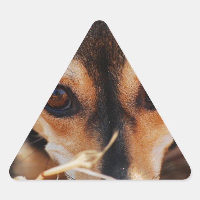 Adesivo Triangular Cão doce deitado no feno (Frente)