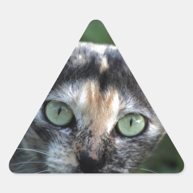 Adesivo Triangular Cinza de Gato Branco Castanho com Olhos Verdes (Frente)