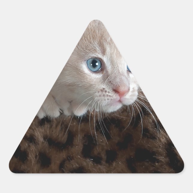 Adesivo Triangular Creme Kitten com Belos Olhos Azuis (Frente)
