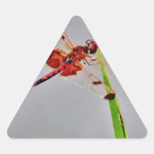 ADESIVO TRIANGULAR DSC00029.JPG