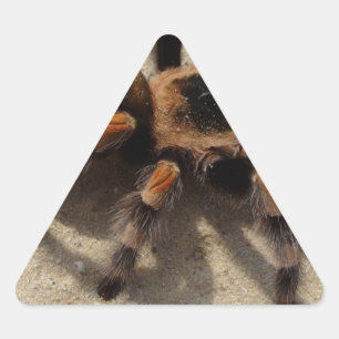 Adesivo Triangular Envenenamento tarantula brachypelma vermelho-joelh