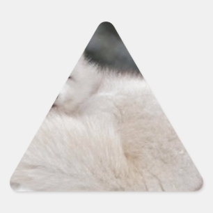 Adesivo Triangular Fox ártico congelado tempo do gelo da neve do