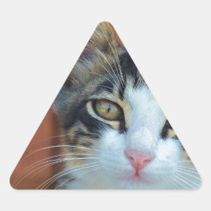 Adesivo Triangular Gato Doce com olhos encantadores