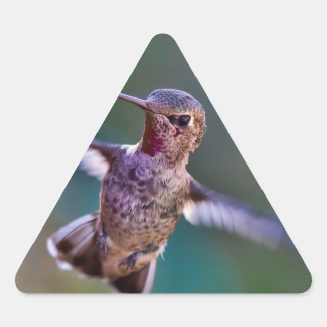 Adesivo Triangular Hummingbird (Frente)