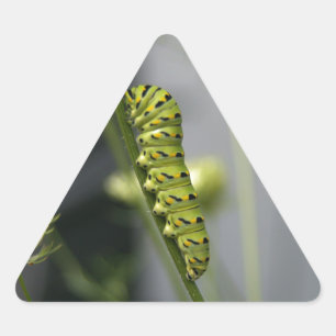 Adesivo Triangular Lagarta preta do swallowtail (parsleyworm) em Dil