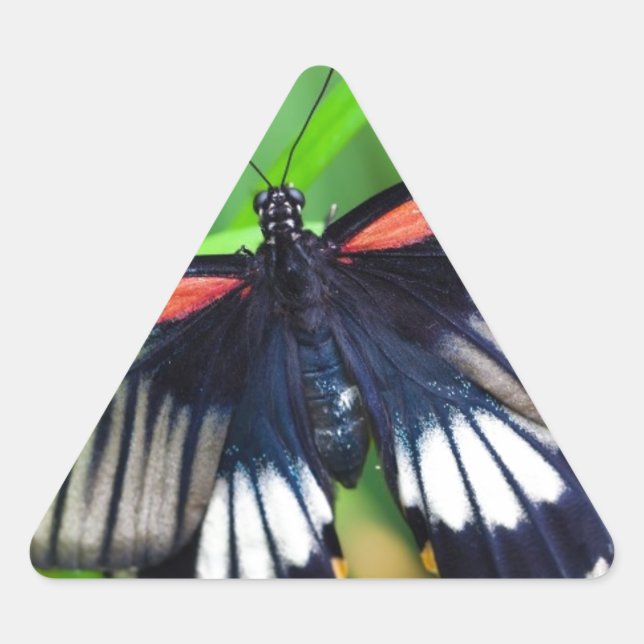 Adesivo Triangular Linda borboleta negra, branca e vermelha (Frente)