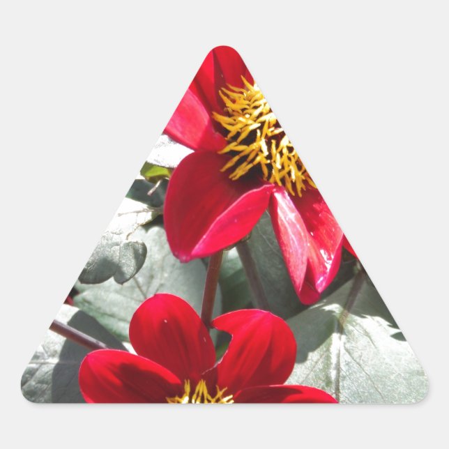 Adesivo Triangular margarida rosa-vermelha / flores das margaridas (Frente)