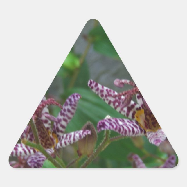 Adesivo Triangular Orquídea branca-rosa-púrpura, listrada, como uma f (Frente)