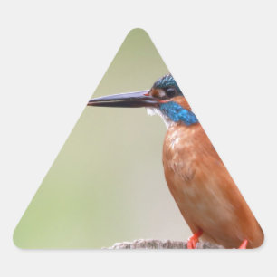 Adesivo Triangular Pássaro Kingfisher.