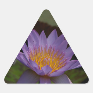Adesivo Triangular Purple Lotus Waterlily