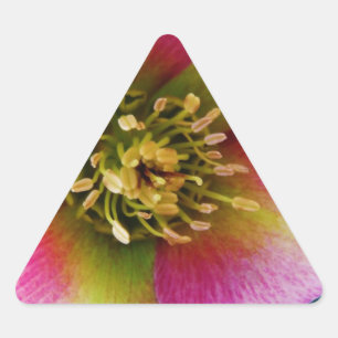 Adesivo Triangular Rosa quaresmal cor-de-rosa,