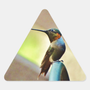 Adesivo Triangular Rubi empoleirado e colibri pequeno verde