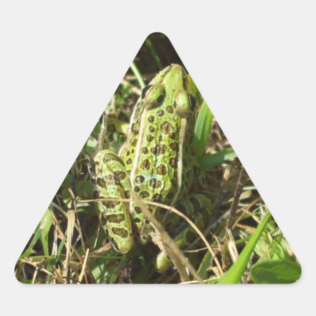 Adesivo Triangular Sapo (Frente)