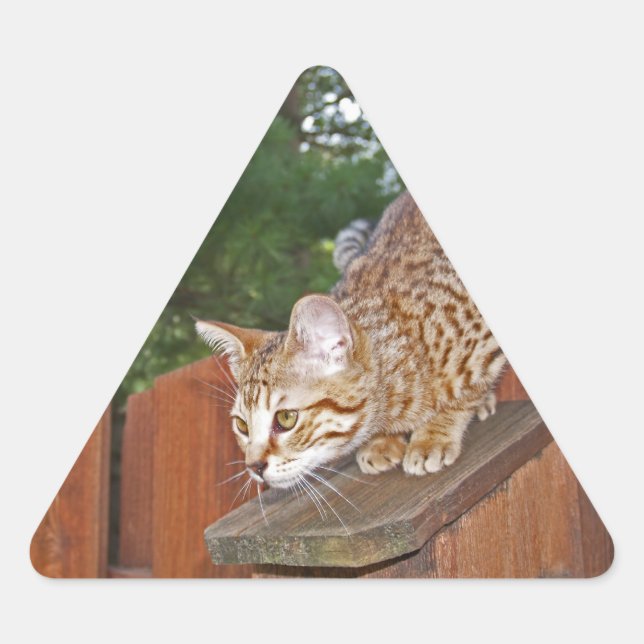Adesivo Triangular Seletor de Triângulo de Gato Savannah (Frente)