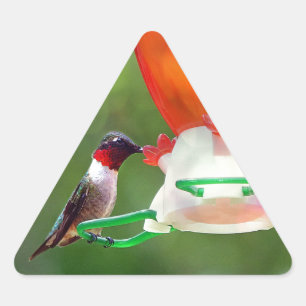 Adesivo Triangular Um colibri Throated do rubi