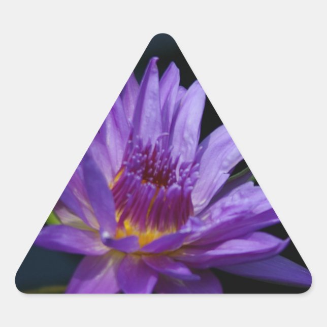 Adesivo Triangular Waterlily Lotus (Frente)