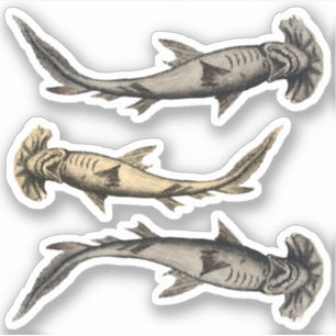 Adesivo Tubarões de Hammerhead