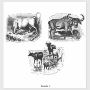 Adesivo Vacas Bull Water Buffalo Vintage Arte animal