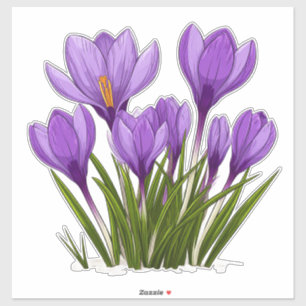 Adesivo Vibrantes Flores de Crocus Roxo Florescendo no Jar