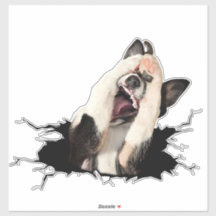 Viciado com cara de cão