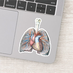 Adesivo Vintage Anatomia Humana Pulmões Coração Órgão