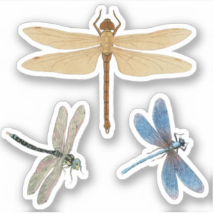 Adesivo Vintage Dragonflies