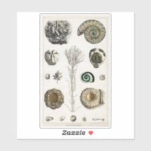 VINTAGE FOSSILS CHART TRANSPARENTE STICKER