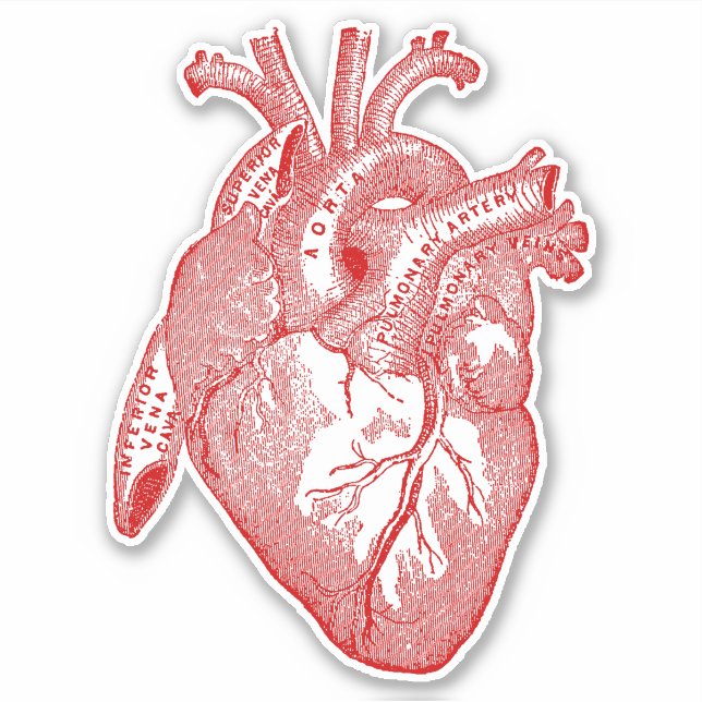 Adesivo Vintage Human Anatomy Heart (Frente)