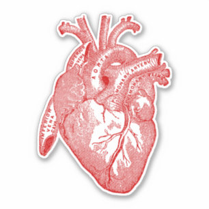 Adesivo Vintage Human Anatomy Heart Red