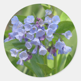 adesivo Virginia Bluebell (Mertensia virginica)