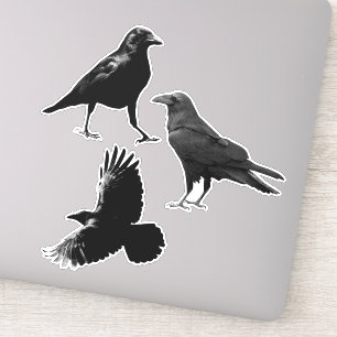 Adesivo Woodland Animal 3 Pássaros Raven Negros Voando Co