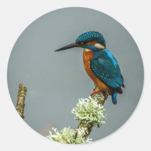 Adesivos