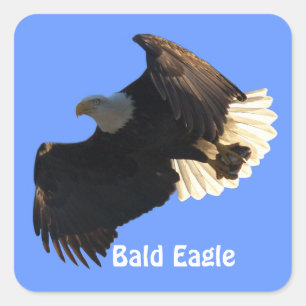 Adesivos Bald Eagle