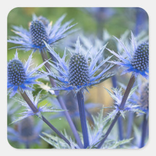 Adesivos "Big Blue" de Sea Holly